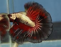 Best Bettas You Ve Ever Seen From Aquabid Betta Betta Fish Beautiful Fish