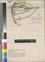 Image result for Indigofera bainesii