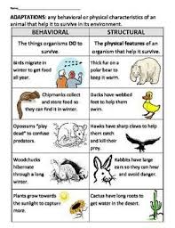 Behavioral Vs Structural Adaptations Physical Adaptations Animal Adaptations Adaptations