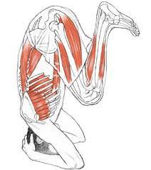 Sirsasana, which means roughly headstand in sanskrit, is a complete inversion, in which the body. Salamba Sirsasana Yogaanatomy Net Yoga Anatomy Yoga Muscles Headstand Yoga