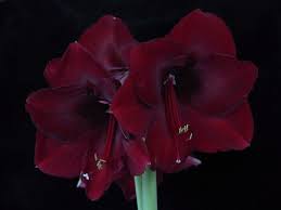 Amaryllis Black Pearl Purple Plants Amaryllis Flower Essences