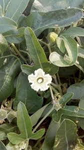 Image result for Cayaponia