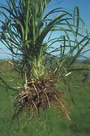 Image result for Chloris pilosa