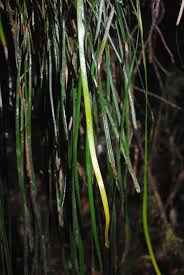 Image result for Vittaria elongata