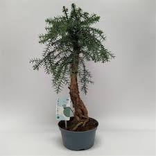 Image result for Araucaria cunninghamii