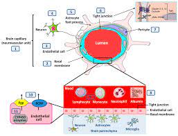 Ijms Free Full Text Structural Molecular And Functional Alterations Of The Blood Brain Barrier During Epileptogenesis And Epilepsy A Cause Consequence Or Both Html