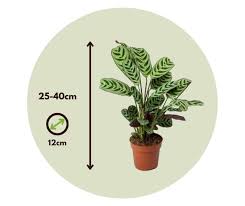 Image result for Ktenante Ctenanthe