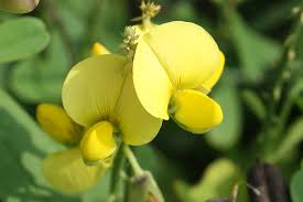 Image result for Crotalaria bernieri