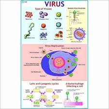 Virus Chart Teaching Science Charts