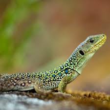 Image result for Raphionacme monteiroae