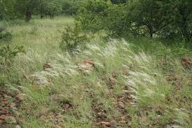 Image result for Stipagrostis uniplumis