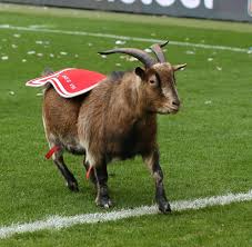 Quite frankly, he is more than just the living symbol of 1. Hennes Viii Soll Durch Stoff Maskottchen Ersetzt Werden Koeln De
