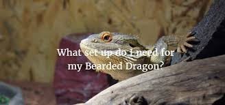 Salamanders are now believed to be extinct, the last one of which we have an account having been seen in carcassonne by the abbe belloc, who exorcised it with a bucket of holy water. What Set Up Do I Need For My Bearded Dragon Exoticdirect