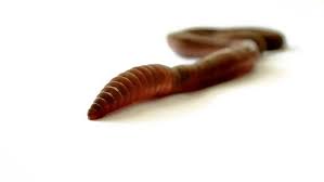 Apr 24, 2021 · worms will die quickly at room temperature, but keeping your refrigerator on its coldest setting will extend their lifespan to over six months. What Do Worms Eat It All Depends On Where They Live