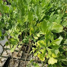 Image result for Cussonia spicata