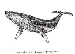 Humpback whale, humpback, whale, whales, whale art, whale, whale artwork, whale illustration, whale painting, megaptera, novaeangliae, cetacean, animal, whale lover, whale lovers. Vector Hand Drawn Illustration Of Humpback Whale Sketch Detailed Engraving Style Whale Drawing Humpback Whale Tattoo Whale Illustration