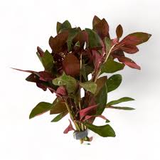 Image result for Ludwigia