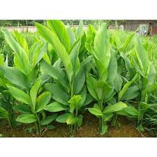 Check spelling or type a new query. Rajendra Sonia Turmeric Plant At Rs 8 Piece Black Turmeric Plant Id 18874657512