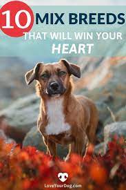 10 Different Mixed Breed Dogs These Mutts Will Win Your Heart In 2020 Mixed Breed Dog Breeds Mixed Breed Dogs