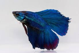 Like all domestic betta these fish are raised in captivity and. Betta Male Halfmoon Twintail Aquarium Fish For Sale Azgardens Com