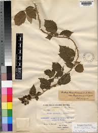 Image result for Rubus apetalus