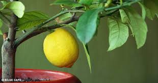 Dışarıdan hazır bir limon fidanı alıp evinizde uygun şartları sağlayarak yetiştirebileceğiniz. Adim Adim Evde Limon Agaci Nasil Yetistirilir Puf Noktalari