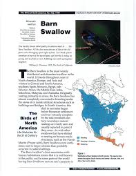 There are purple martins, house martins, and sand martins. Pdf Barn Swallow Hirundo Rustica