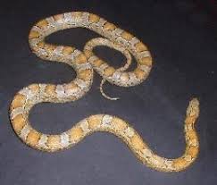 Corn Snakes Care Breeding And Living With Them Hubpages