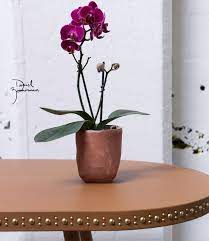 I Designed This Vessel To Hold A Small Orchid Specifically The Smallest Size From Trader Joe S This Style Is Base Orchid Planters Orchids Planting Flowers