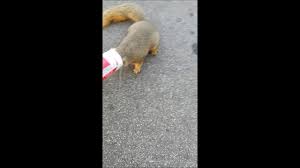 2.5m members in the humansbeingbros community. Saving A Squirrel From Dying Youtube