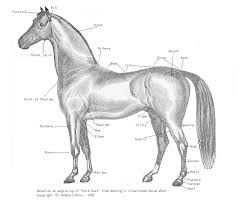 Equine Conformation Wikipedia