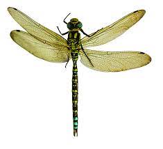 Dragonfly Png Image Dragonfly Insects Tan Combat Boots