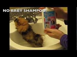 Can you wash your dog with baby shampoo? How To Bathe A Guinea Pig Nervous Guinea Pigs Youtube