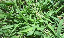 Like crabgrass, it grows in a clump, but the grass blades usually stand up tall. What Does Crabgrass Look Like