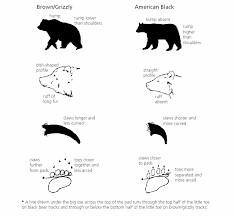 Bear Identification U S National Park Service
