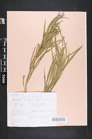 Image result for Kanahia laniflora