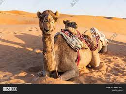 Does sit down and hear make a sentence? Close On Camel Image Photo Free Trial Bigstock