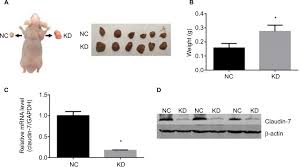 Jul 06, 2021 · animal cell cultures can also be used for the production of recombinant therapeutic proteins like cytokines, hematopoietic growth factors, growth factors, hormones, blood products, and enzymes. Non Tight Junction Related Function Of Claudin 7 In Interacting With I Cmar