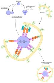 Check spelling or type a new query. Ijms Free Full Text Autophagic Machinery Of Plant Peroxisomes Html
