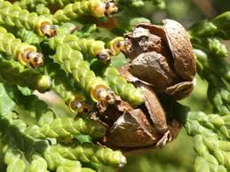 We might think of cedar as having some allelopathic properties like the black walnut because its needles, bark and wood are so fragrant. Eastern White Cedar Identification Leaves Bark Habitat Thuja Occidentalis