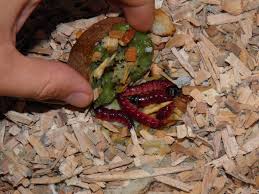 Image result for Cossus cossus