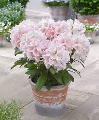 Pin Op Tuin Ideetjes