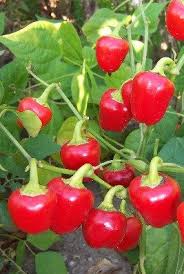 I like to plant two seeds in each pot so i can weed out the weaker one. Red Mini Bell Sweet Pepper Seeds Non Gmo 30 Seeds Open Etsy Stuffed Peppers Stuffed Sweet Peppers Heirloom Vegetables