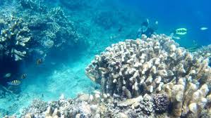 Pemandangan dasar laut yang hipster dan patut awak semua. Nasa Buat Ekspedisi Bawah Laut Guna Temukan Cara Buru Alien