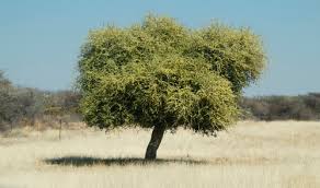 Image result for Boscia albitrunca