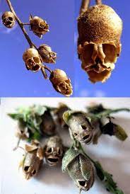 The Skull Shaped Snapdragon Flower Dragon Antirrhinum Majus Seed Pod The Antirrhinum Commonly Known As The Snapdragon Flowers Weird Plants Strange Flowers