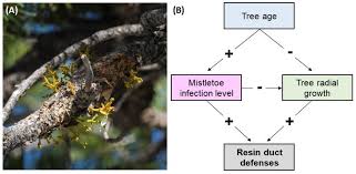 Petry said there was more to consider as a potential free agent this time around than when he signed with montreal after being acquired from edmonton at the 2015 trade deadline. Forests Free Full Text Dwarf Mistletoe Infection Interacts With Tree Growth Rate To Produce Opposing Direct And Indirect Effects On Resin Duct Defenses In Lodgepole Pine Html