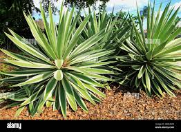 Image result for Asparagaceae