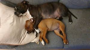 View allall photos tagged staffordshirenbullterrieri. Staffordshirenbullterrieri Hashtag On Twitter