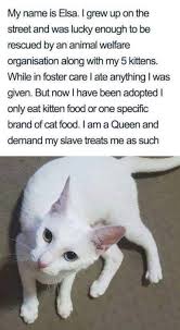 Cats From All Over The Web And Their Quirks Memes I Can Has Cheezburger Cat Memes Funny Cat Memes Cat Shaming